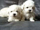 Bichon Güzel Yüzlü Yavrular