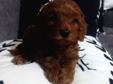 Poodle Ayarında Maltipoo Yavrularımız
