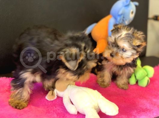 Show Kalite Tea Cup Yorkshire Terrier Yavrularımız görsel