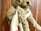 Toy Poodle Bebekler Kilo Ve Sağlık Garantili Rezerveye Açıktır