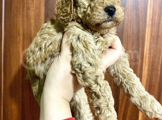 Toy Poodle Bebekler Kilo Ve Sağlık Garantili Rezerveye Açıktır görsel