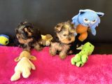 Show Kalite Tea Cup Yorkshire Terrier Yavrularımız