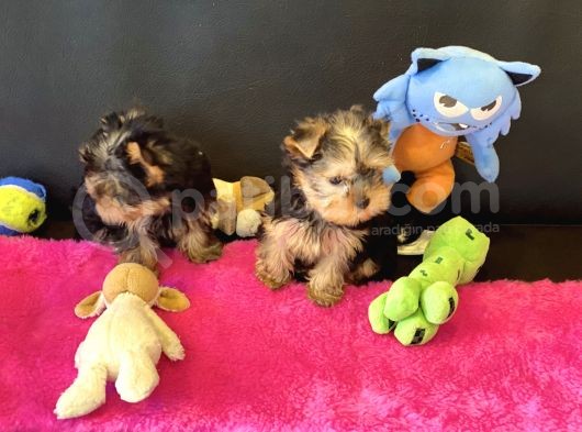 Show Kalite Tea Cup Yorkshire Terrier Yavrularımız görsel