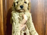toy poodle bebekler kilo ve sağlık garantili rezerveye açıktır