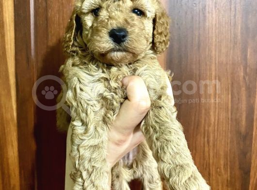 Toy Poodle Bebekler Kilo Ve Sağlık Garantili Rezerveye Açıktır