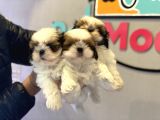 Wc Eğitimli En Güzel Shih_Tzu Yavrularımız