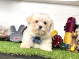 Krem Beyaz Maltipoo Sevimli Bebekler