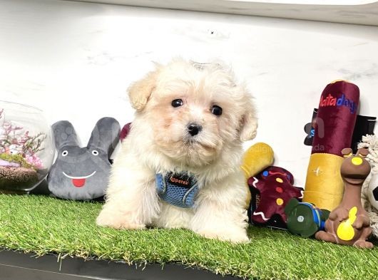 Krem Beyaz Maltipoo Sevimli Bebekler görsel