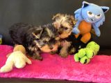 Show Kalite Tea Cup Yorkshire Terrier Yavrularımız