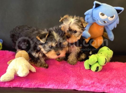 Show Kalite Tea Cup Yorkshire Terrier Yavrularımız görsel