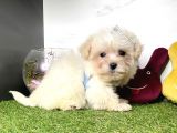 Krem Beyaz Maltipoo Sevimli Bebekler