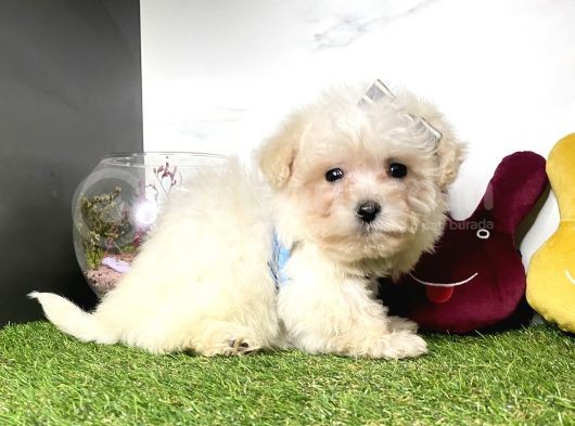 Krem Beyaz Maltipoo Sevimli Bebekler
