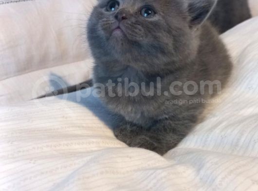 Yavrumuzu Sahiplendiriyoruz görsel