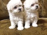 Bichon Güzel Yüzlü Yavrular