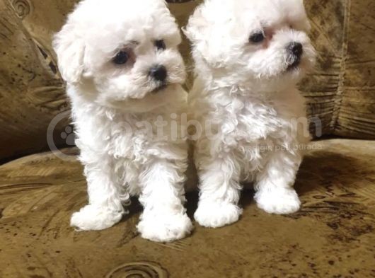 Bichon Güzel Yüzlü Yavrular görsel