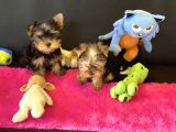 Show Kalite Tea Cup Yorkshire Terrier Yavrularımız