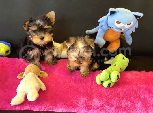 Show Kalite Tea Cup Yorkshire Terrier Yavrularımız