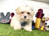 Krem Beyaz Maltipoo Sevimli Bebekler
