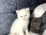 İki̇ Bebeği̇m Kaldi Aci̇l Yuva Ariyoruz