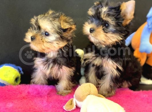 Show Kalite Tea Cup Yorkshire Terrier Yavrularımız görsel