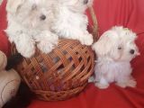 Maltese Mini Boy Yavrular