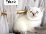 Scottish Fold Ve British Shothair Bebekler Teslime Hazır