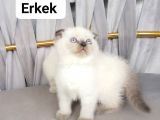 Scottish fold ve British shothair bebekler teslime hazır