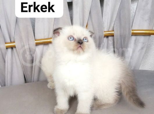 Scottish Fold Ve British Shothair Bebekler Teslime Hazır