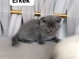 Scottish Fold Ve British Shothair Bebekler Teslime Hazır