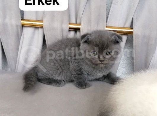 Scottish Fold Ve British Shothair Bebekler Teslime Hazır görsel