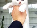 Scottish Fold Ve British Shothair Bebekler Teslime Hazır