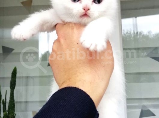 Scottish Fold Ve British Shothair Bebekler Teslime Hazır görsel