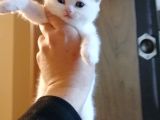 Scottish Fold Ve British Shothair Bebekler Teslime Hazır
