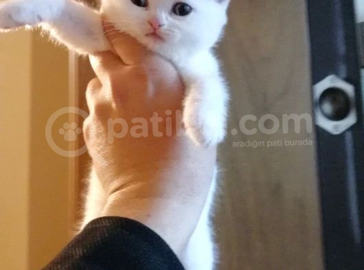 Scottish Fold Ve British Shothair Bebekler Teslime Hazır görsel