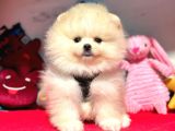 Safkan Pomeranian Boo Yavrularımız