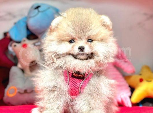 Safkan Pomeranian Boo Yavrularımız görsel