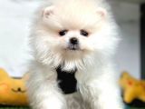 Safkan pomeranian boo yavrularımız