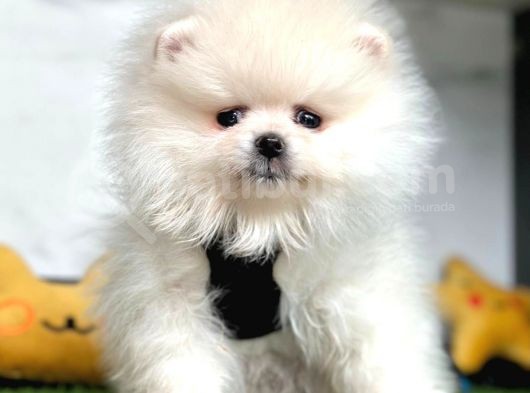 Safkan Pomeranian Boo Yavrularımız
