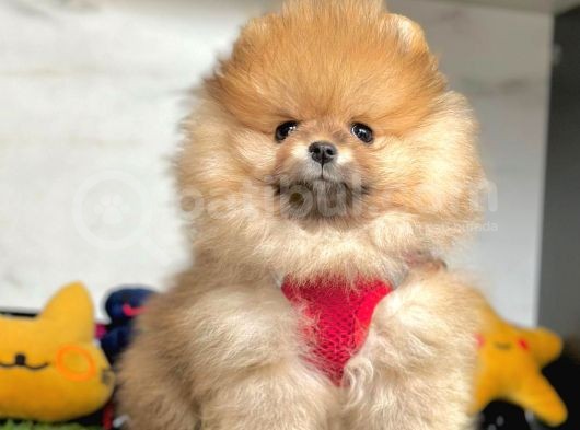 Safkan Pomeranian Boo Yavrularımız görsel