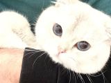 BRİTİSH SHORTHAİR SİLVER 1 YAŞINDA ERKEK MAVİ GÖZLÜ
