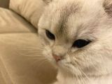 Bri̇ti̇sh Shorthai̇r Si̇lver 1 Yaşinda Erkek Mavi̇ Gözlü