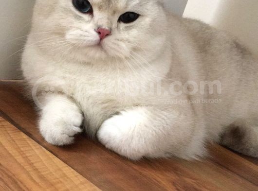 Bri̇ti̇sh Shorthai̇r Si̇lver 1 Yaşinda Erkek Mavi̇ Gözlü görsel
