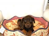Irkının En Asil Yavruları Kızıl Doberman Yavrusu