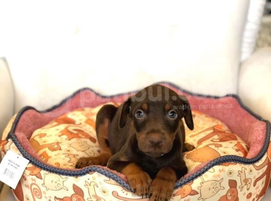 Irkının En Asil Yavruları Kızıl Doberman Yavrusu görsel