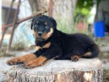 A Kali̇te Rot Bebeler