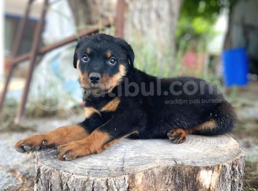 A Kali̇te Rot Bebeler görsel