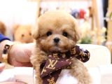 TOY POODLE BEBEKLERİMİZ