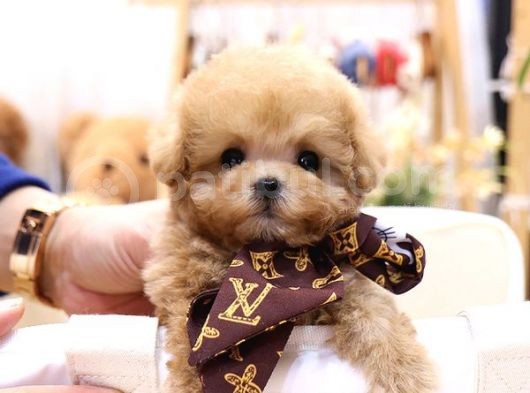 Toy Poodle Bebekleri̇mi̇z