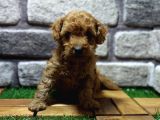 Malti̇poo Yavrular