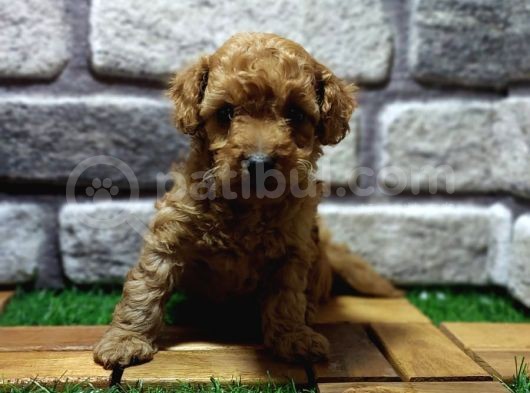 Malti̇poo Yavrular görsel